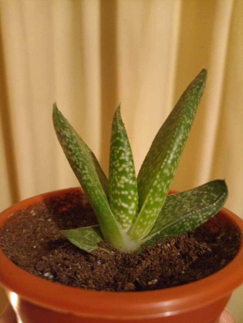Gasteria 14