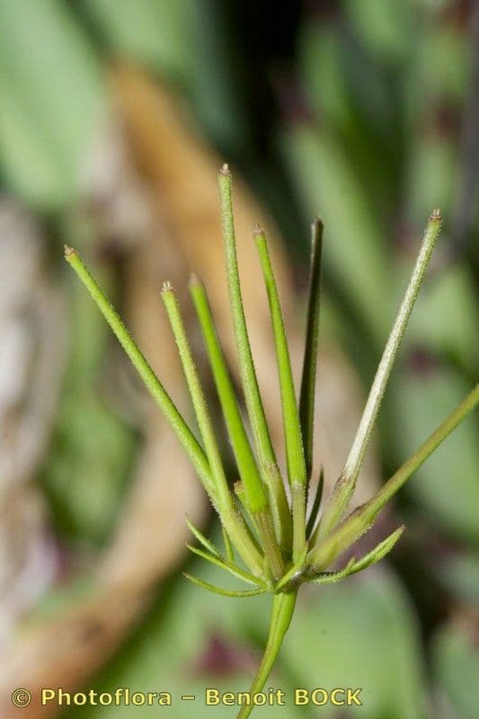 Scandice stellata 15