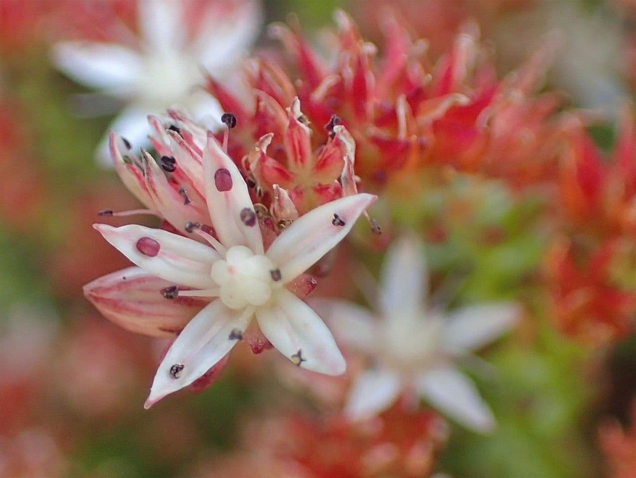 Sedum 4