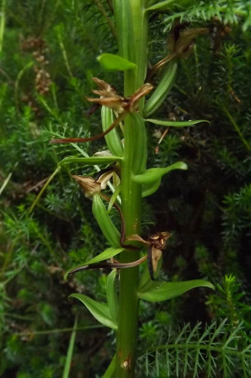 Platantera verdastra 5
