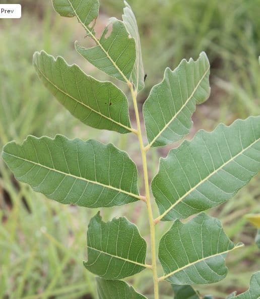 Pseudocedrela 6