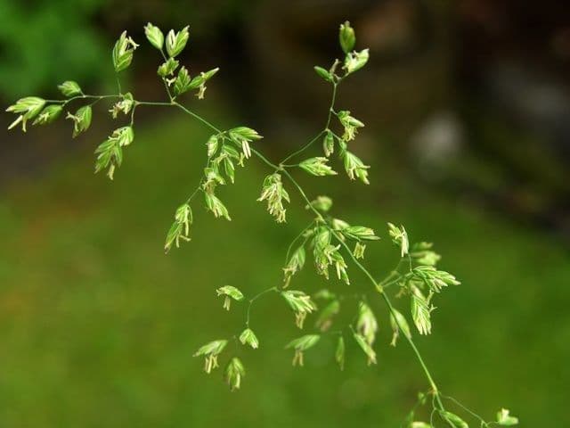 Fienarola di Chaix 5