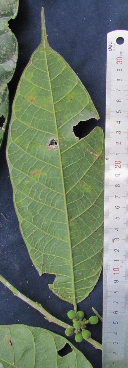 Sorocea 9