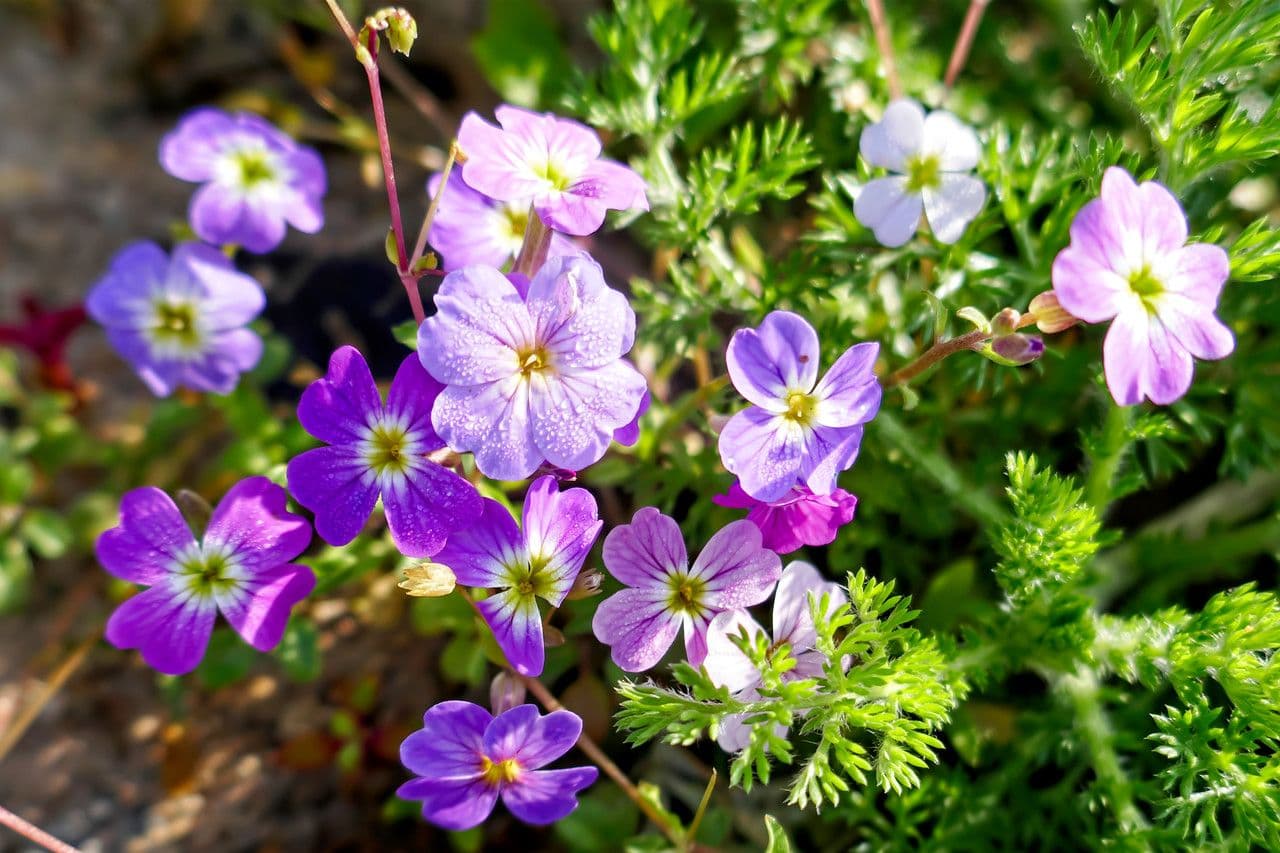 Malcolmia Marittima 8