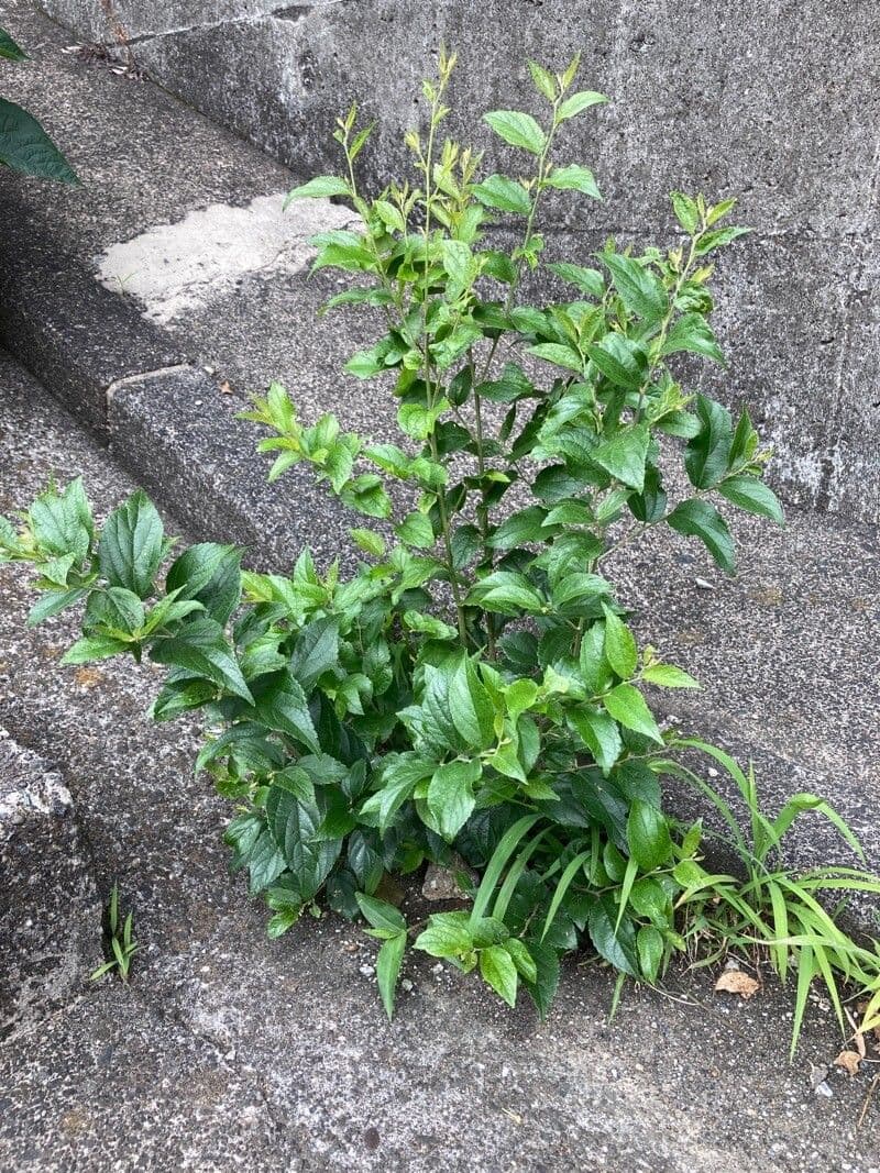 Celtis sinensis 6