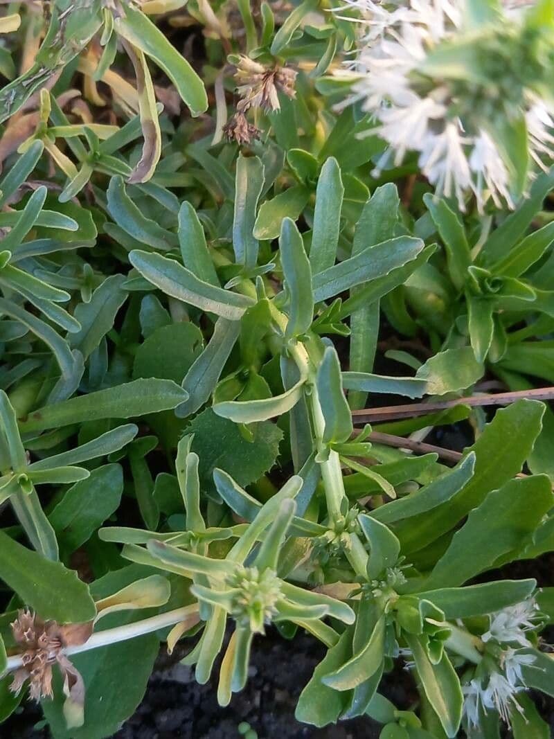 Menta 3