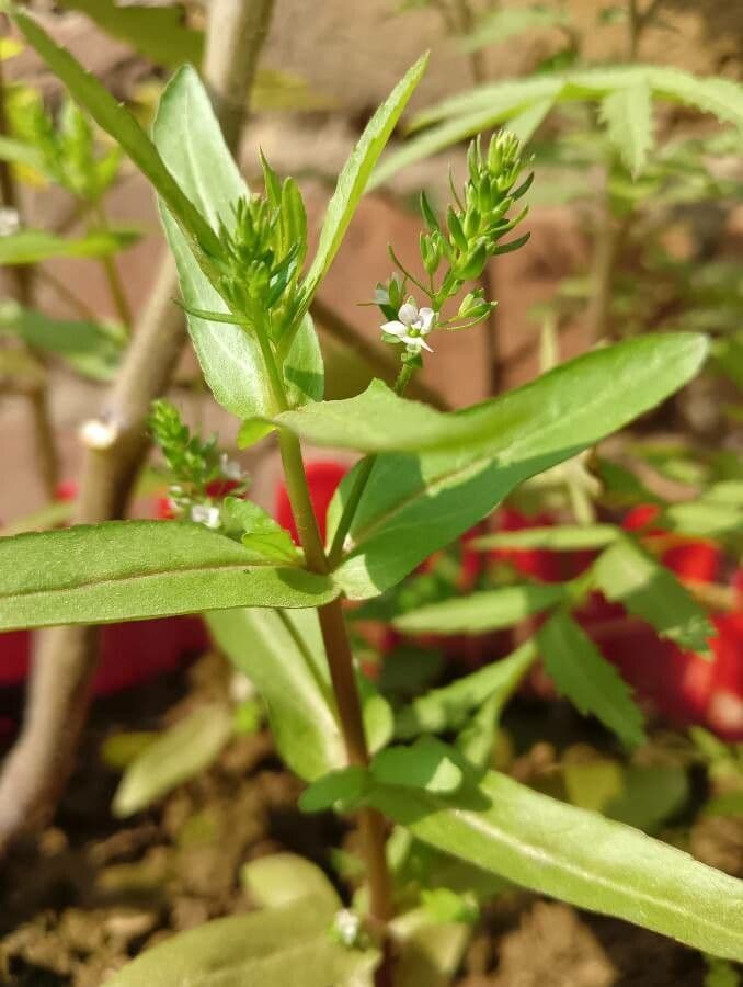 Veronica acquatica 7
