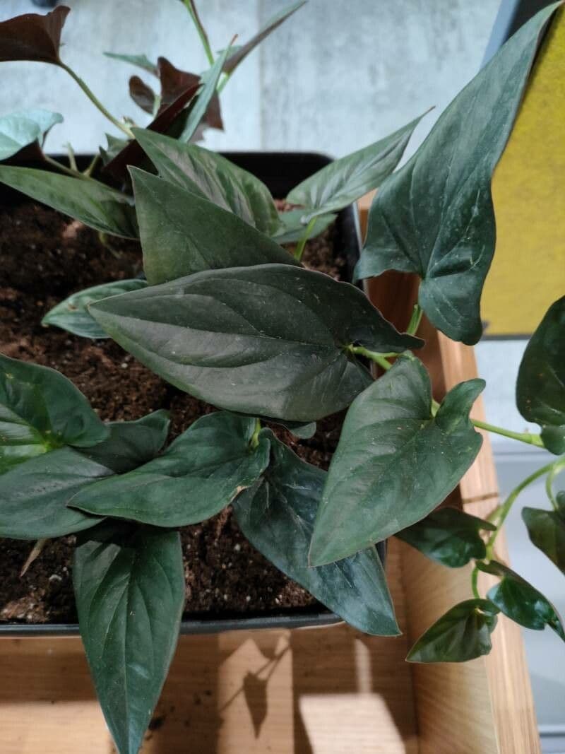 Syngonium 2