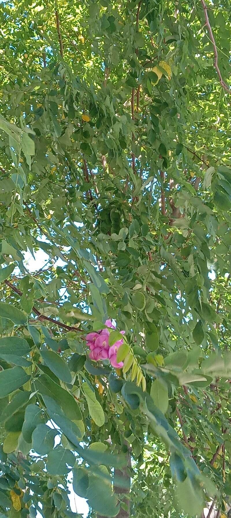 Robinia ispida 11