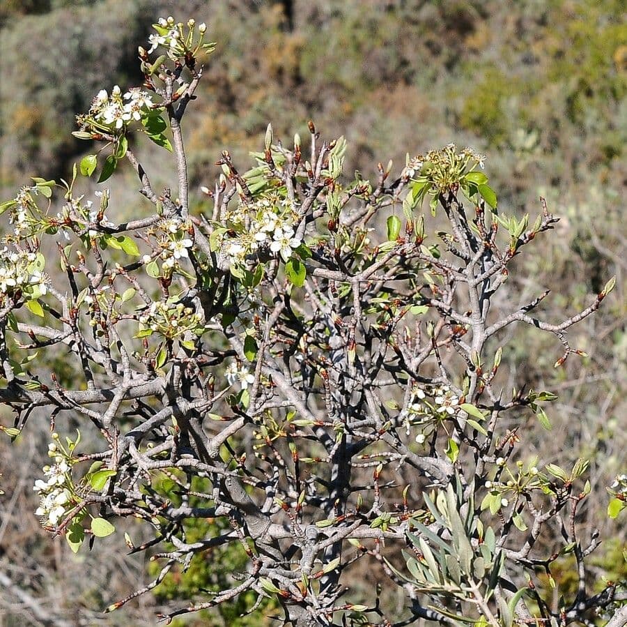 Grusza 8