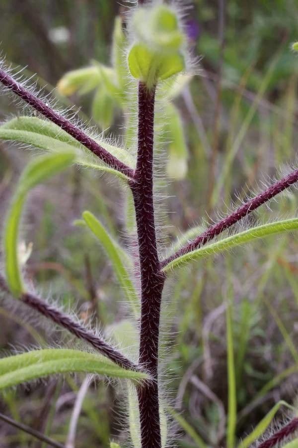 Onosma 6