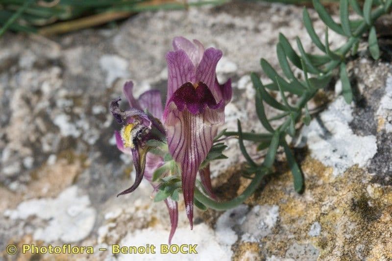 Linaria 16