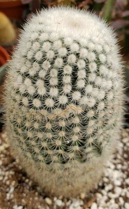 Kakteus lasiacantha 10