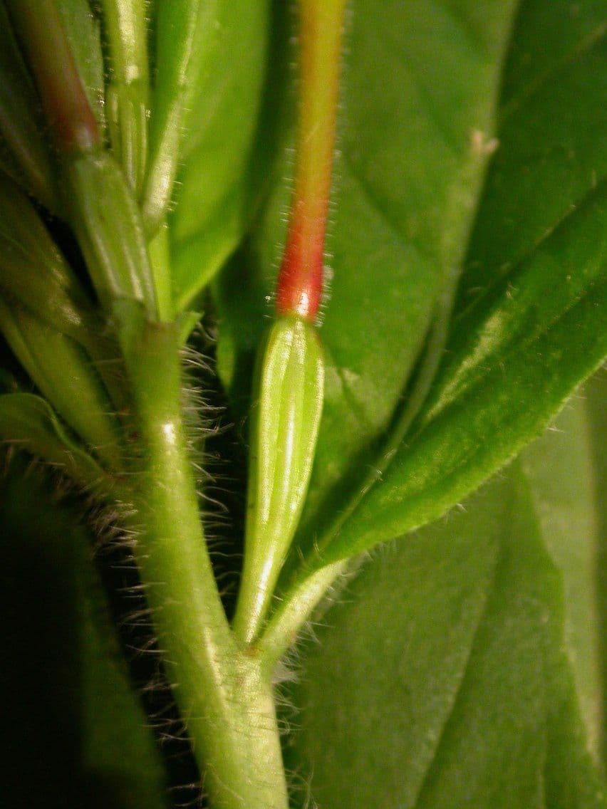 Onagra arbustiva 21