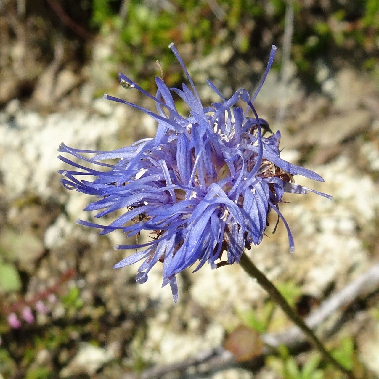 Jasione 8