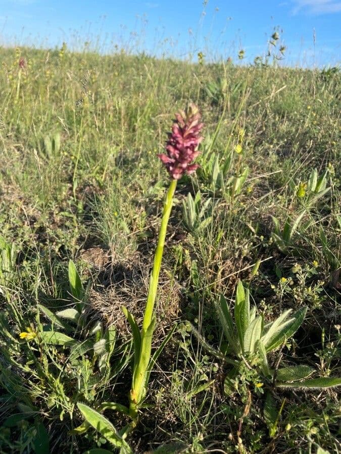 Orchide cimicina 14