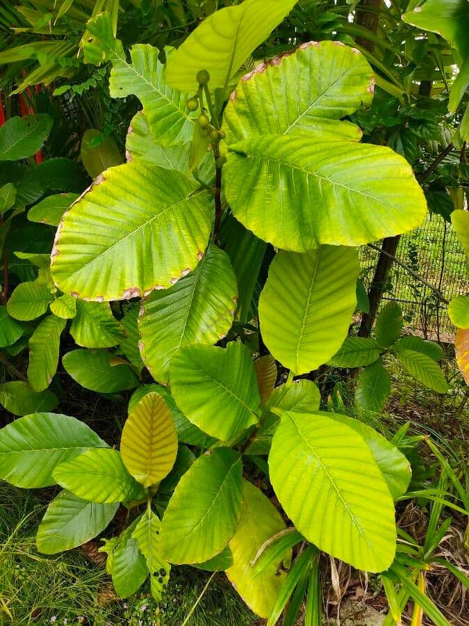 Dillenia 11