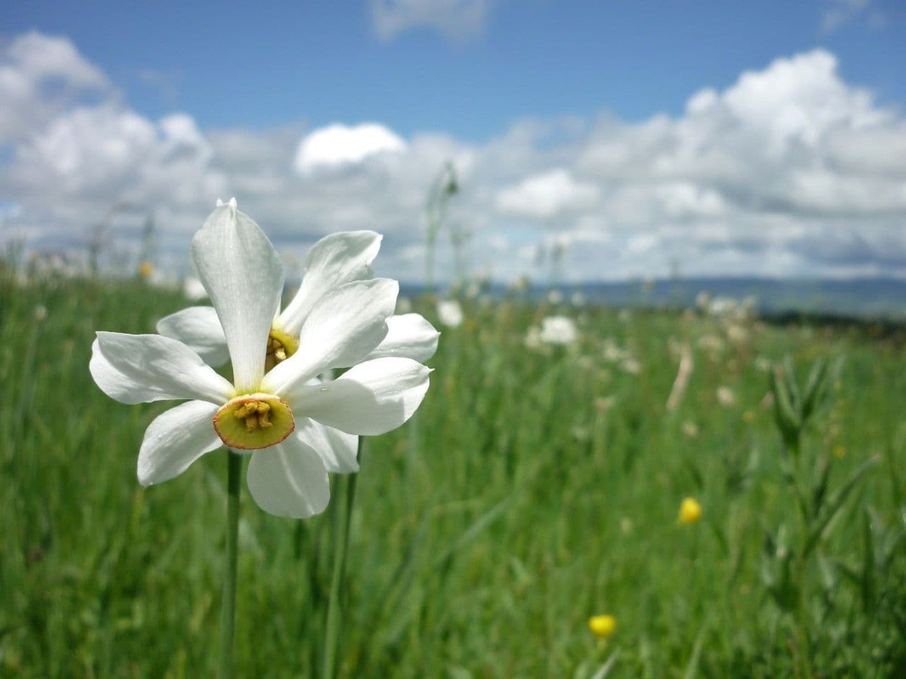 Narciso selvatico 10