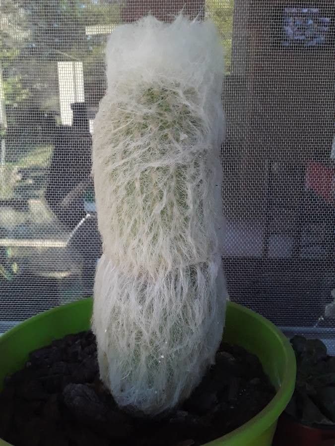 Espostoa 10