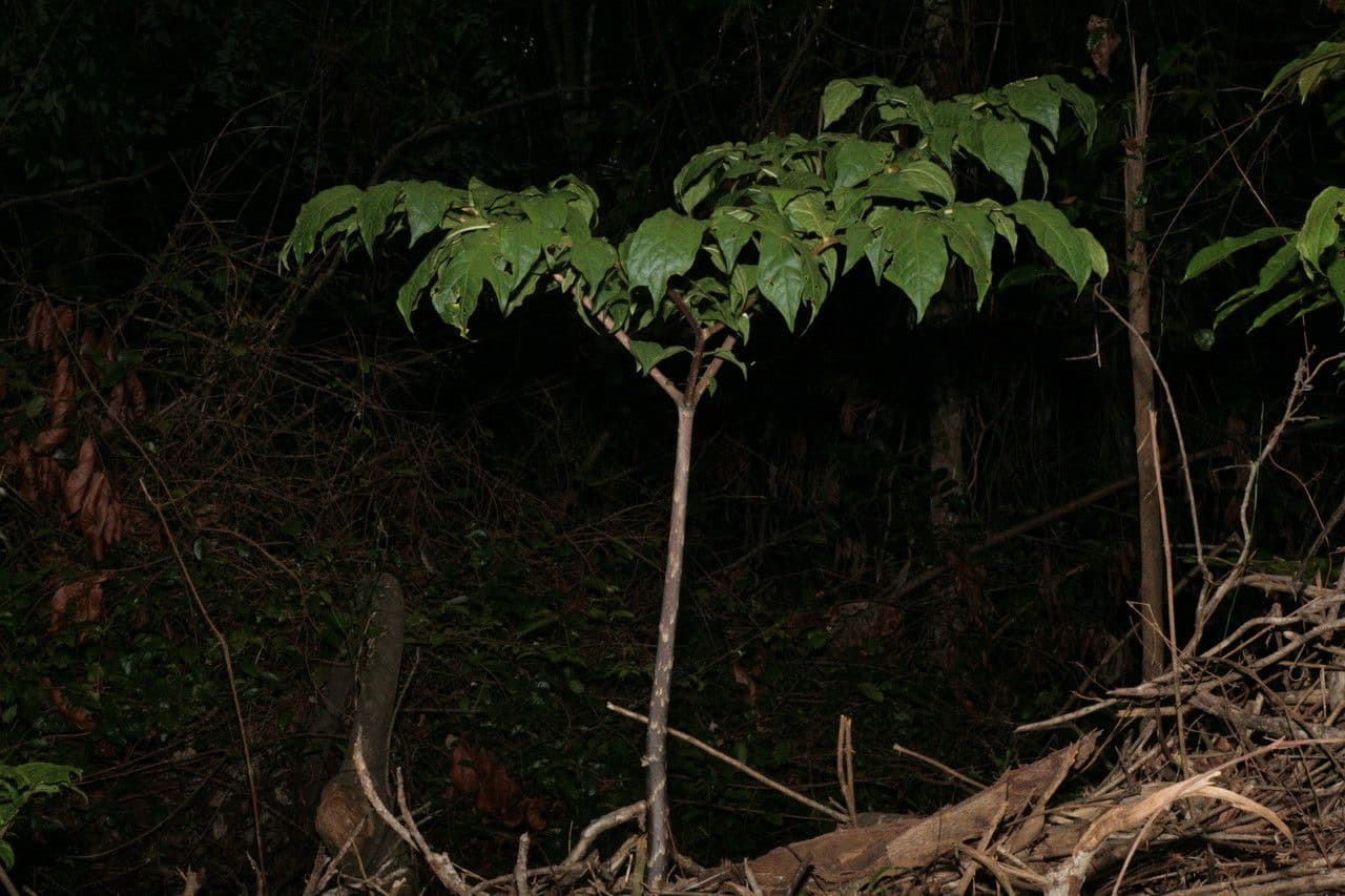 Dracontium 6