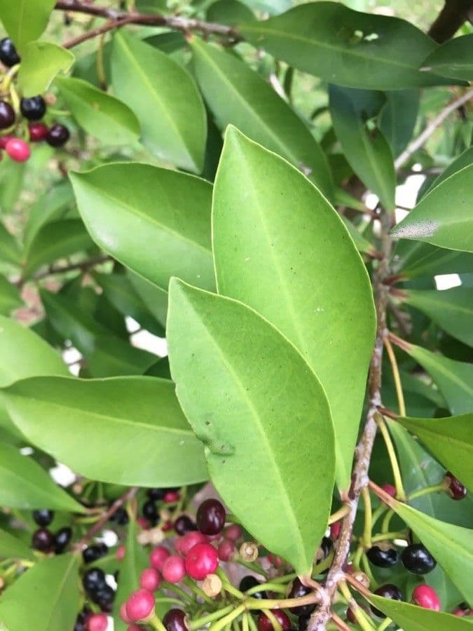 Ardisia eliptická 19