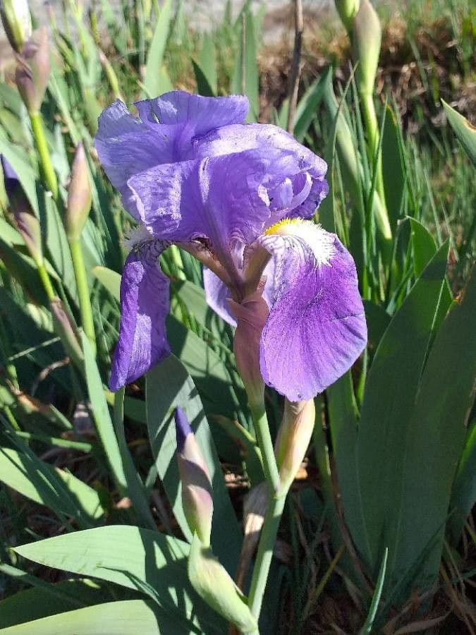 Iris lutescens 10