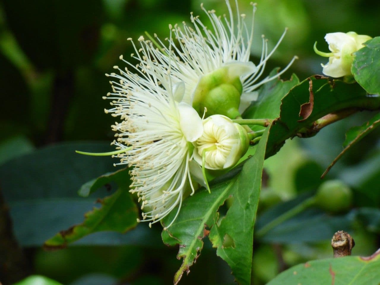 Pommier de Java 6