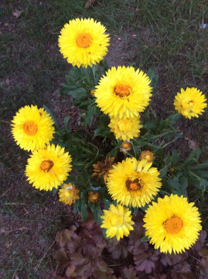 Xerochrysum 17