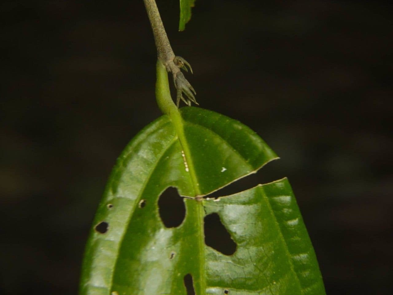 Quararibea 15