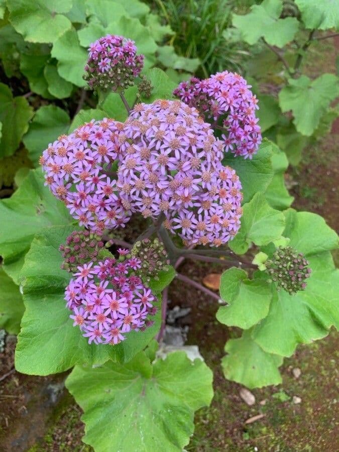 Steetz's Pericallis 10