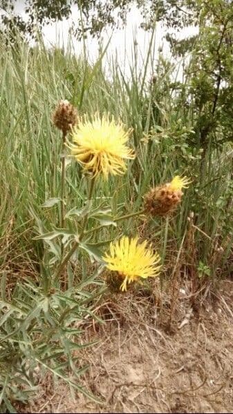 Centaurea collina 9
