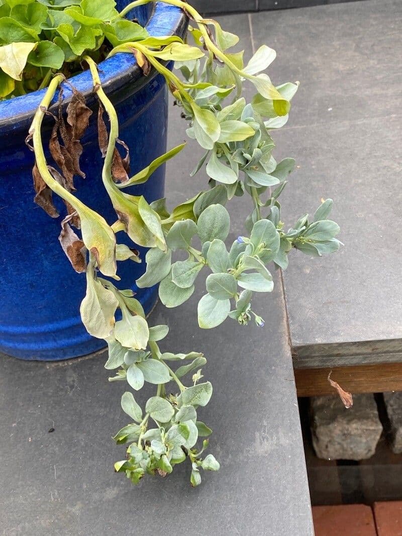 Mertensia marittima 9