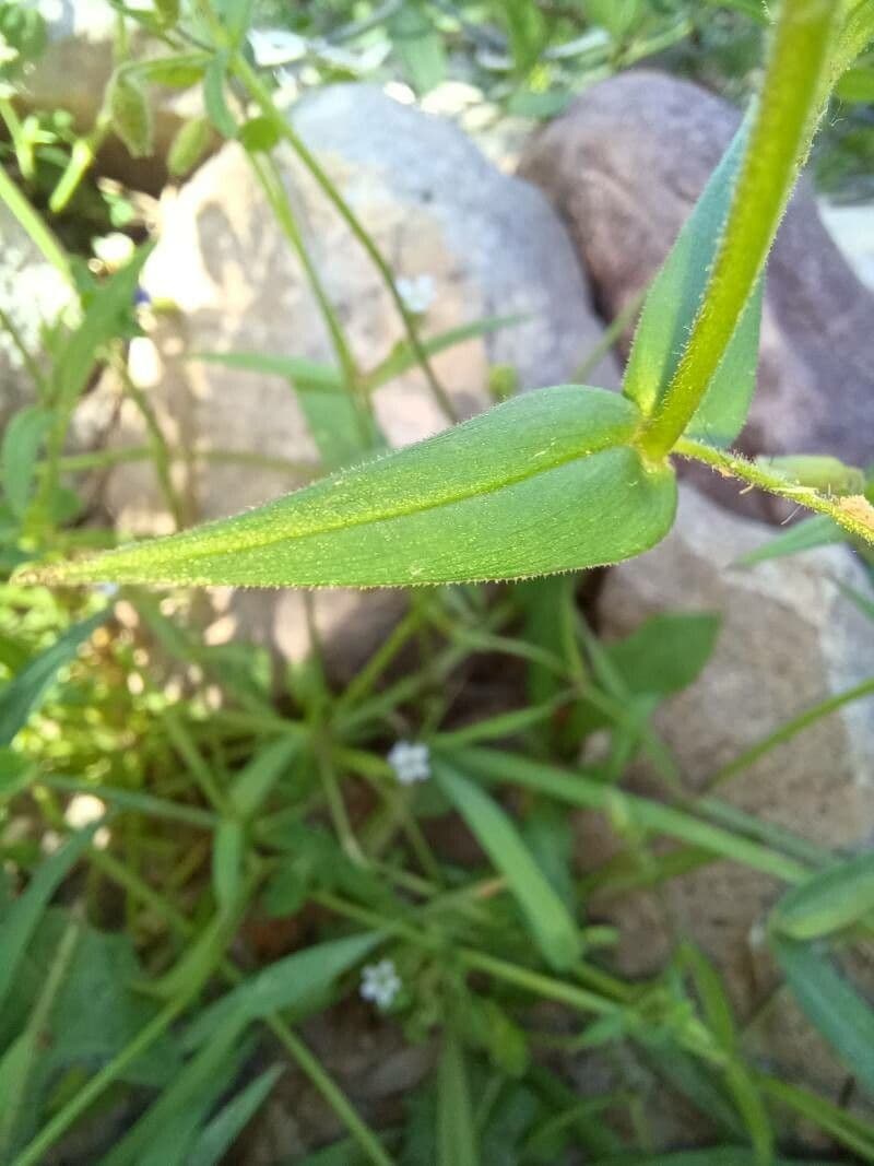Cerastio dubbioso 12