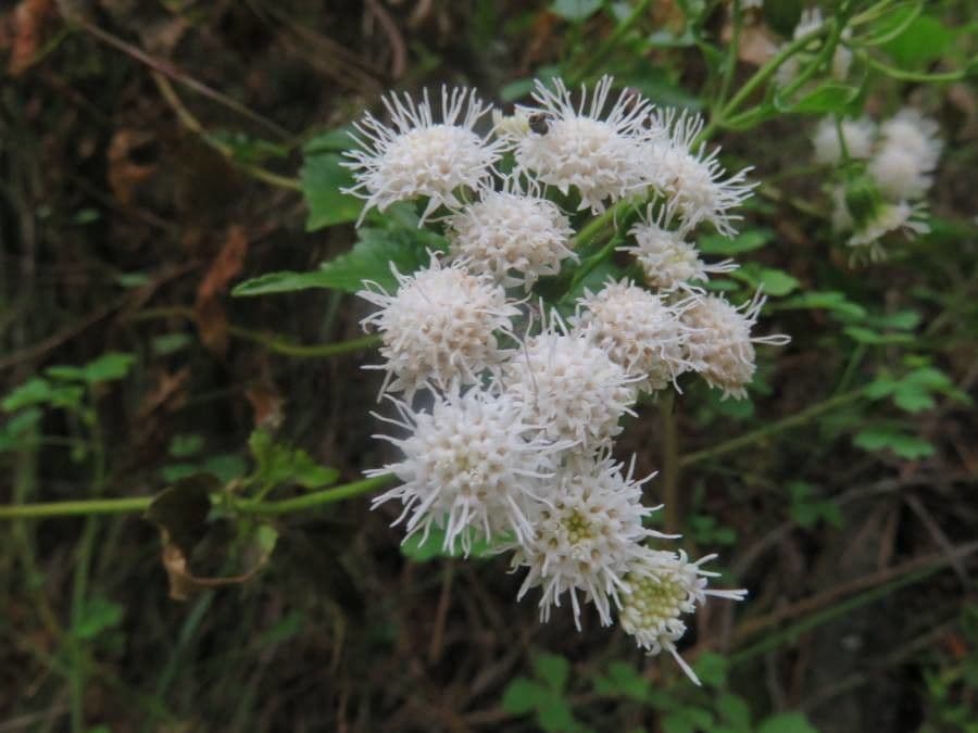 Ageratina