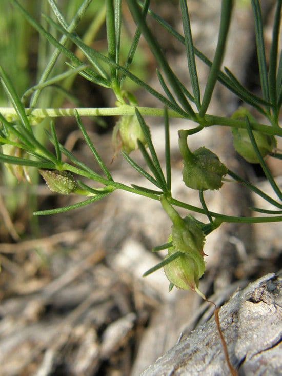 Ipomoea capillacea 11