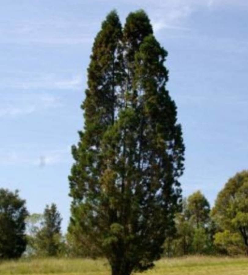 Kalitris