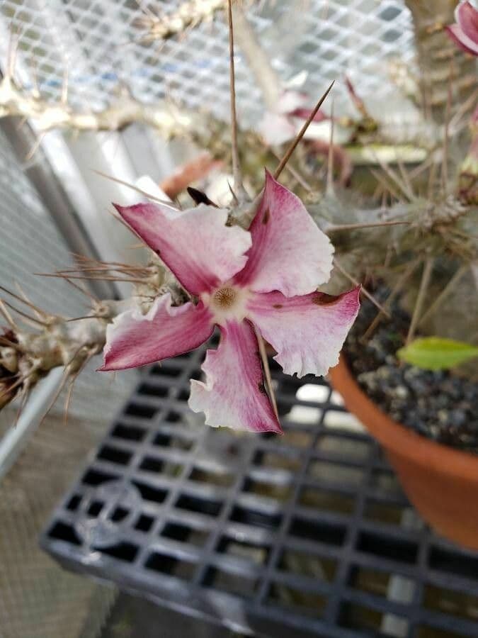 Pachypodium 5