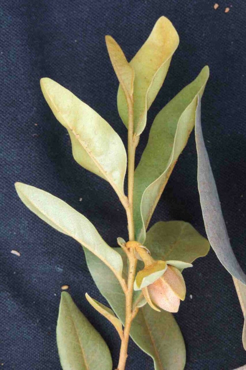 Duguetia 9