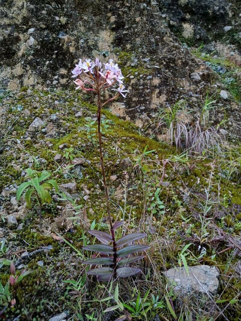 Epidendrum 7
