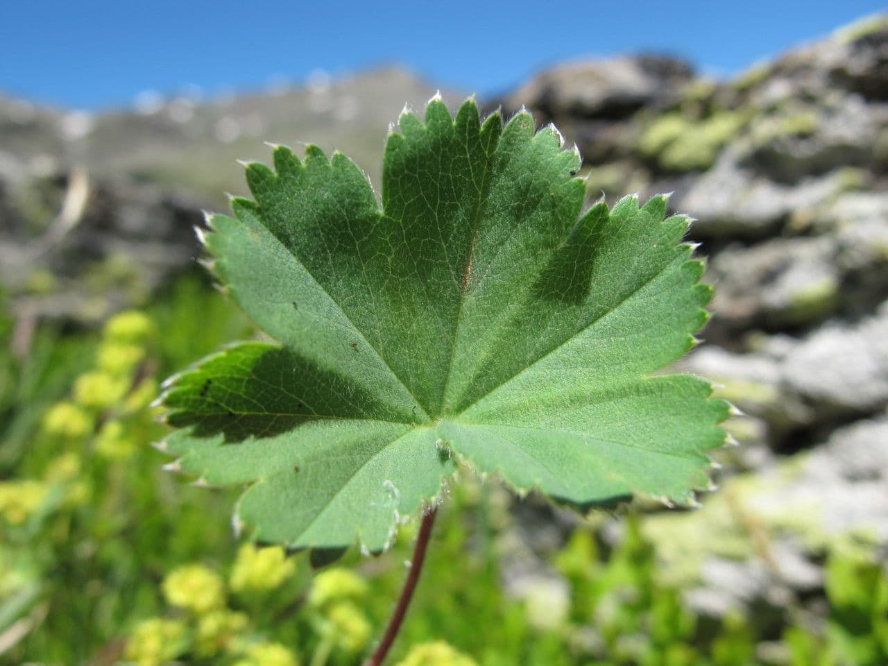 Alchemilla flabellata 15