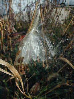 Asclepias verticillata