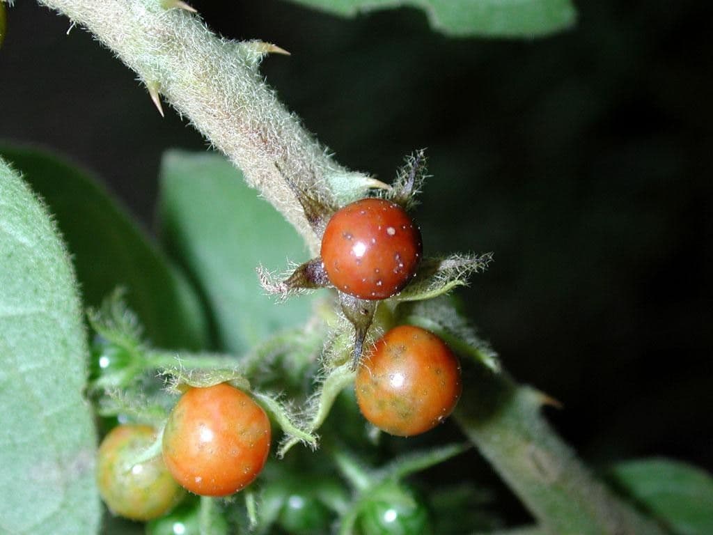 Solano giamaicano
