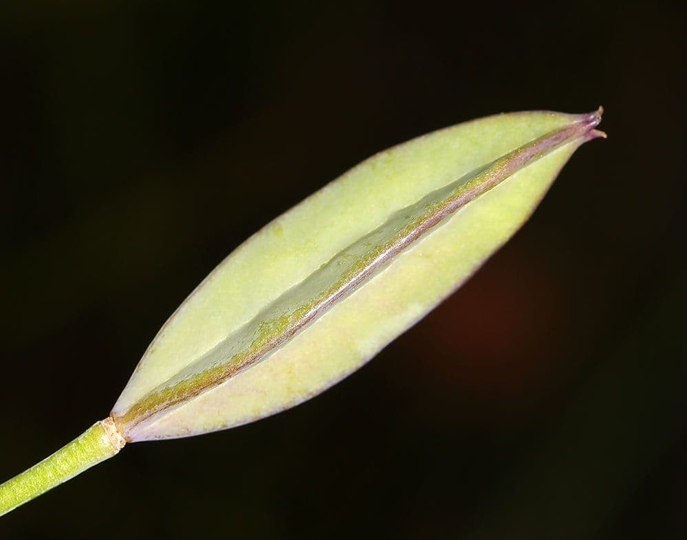 Calochortus