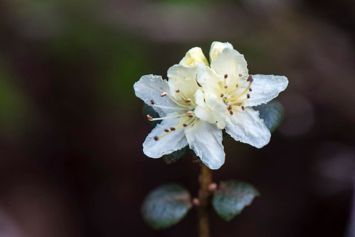 Rododendro rupicolo 4