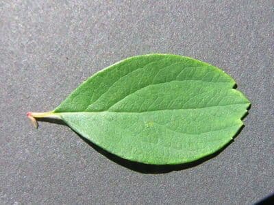 Spirea giapponese 29