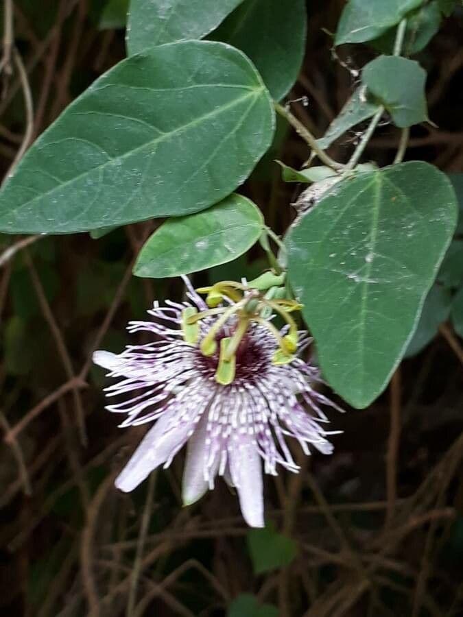 Fiore della passione 2