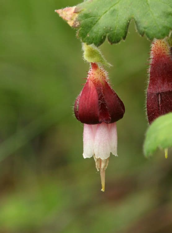 Ribes di Menzies 8