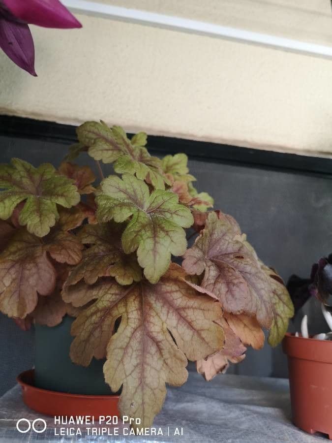 Heuchera 7