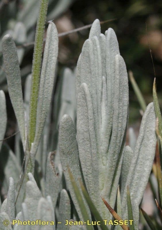 Lavanda lanata 15