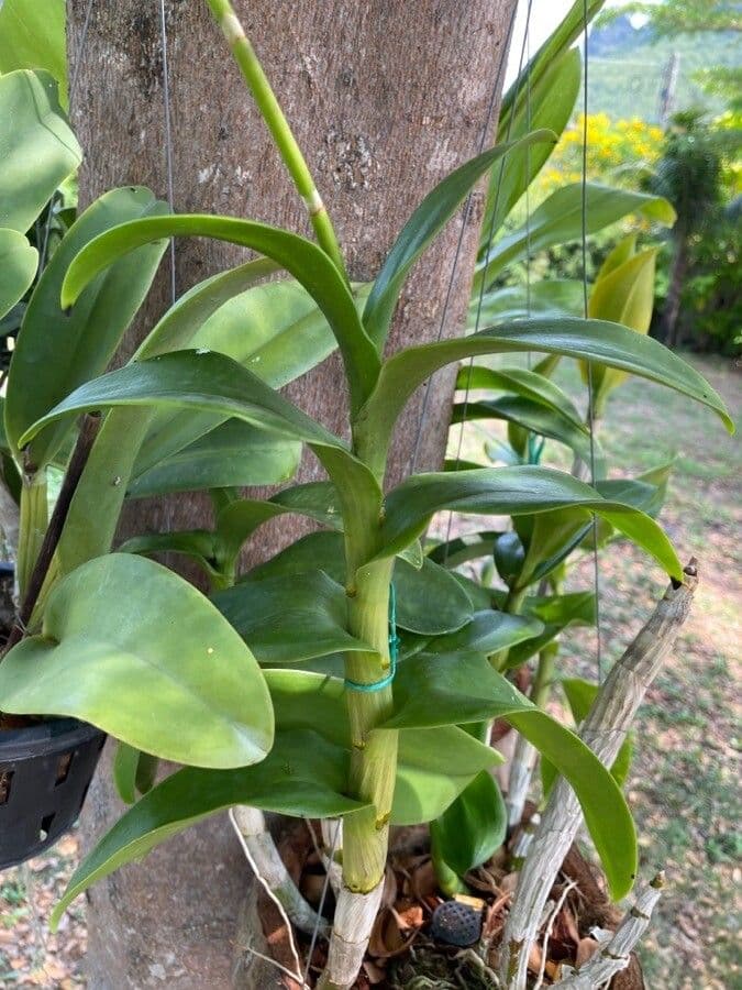 Dendrobium 16